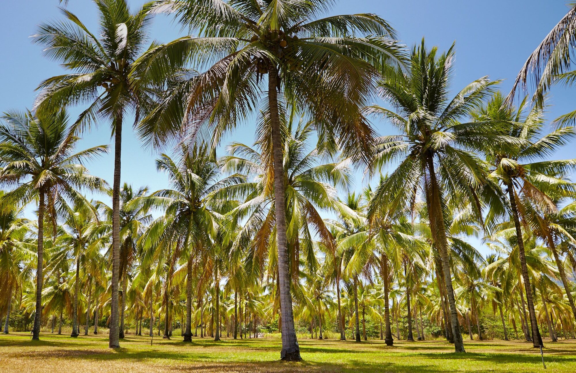 Thala Beach Nature Reserve Port Douglas Zewnętrze zdjęcie